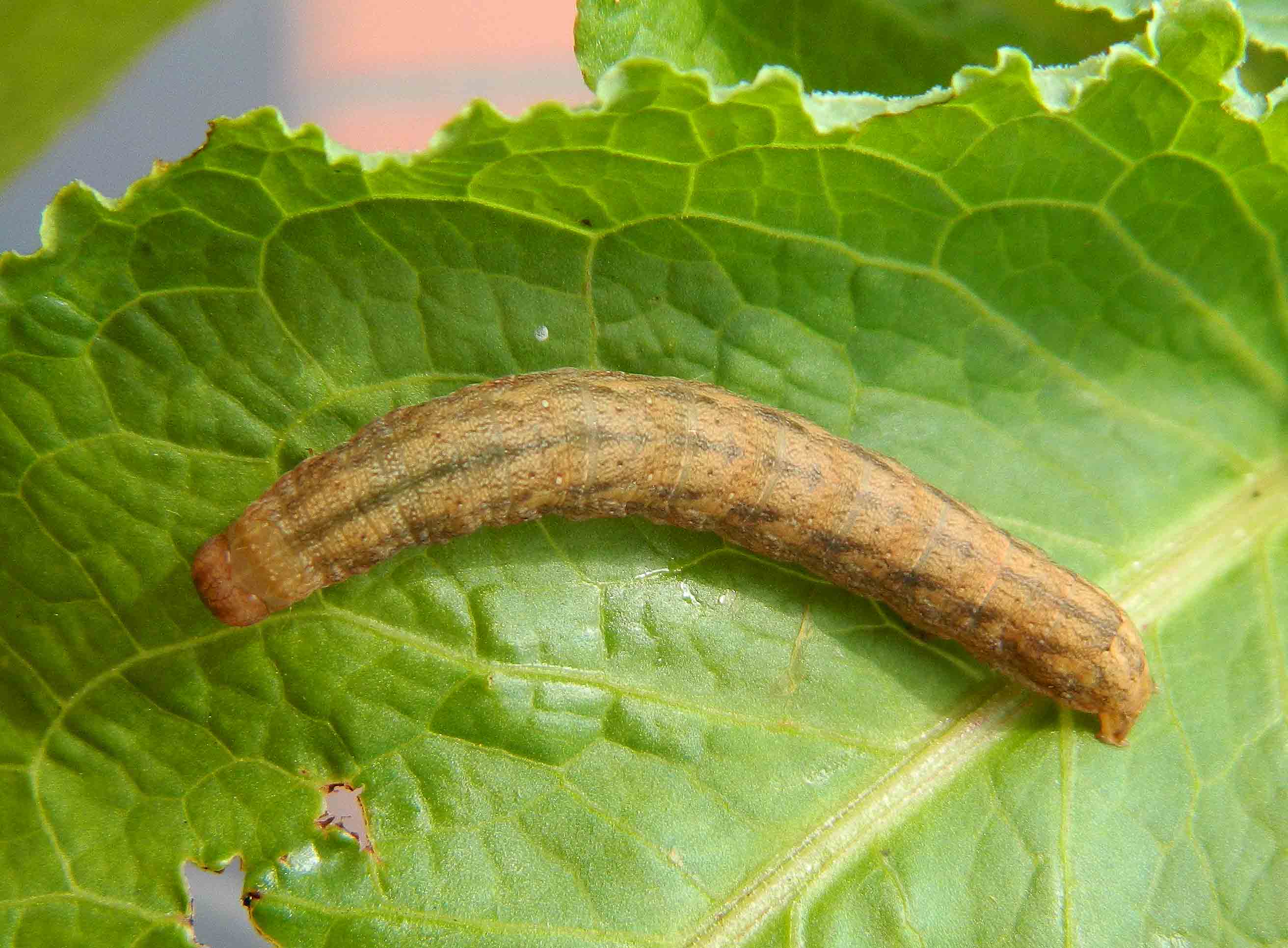 Questa non me l''aspettavo: Dypterygia scabriuscula - Noctuidae